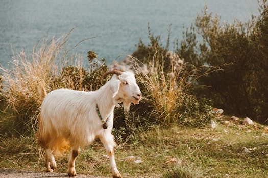 Beyond the Barnyard: Decoding the Allure of Goat Hobbies
